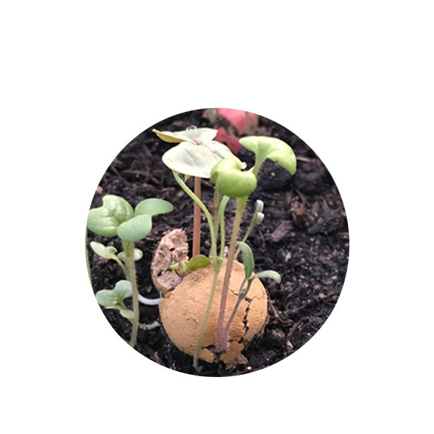 Zaden blossombs en bloom