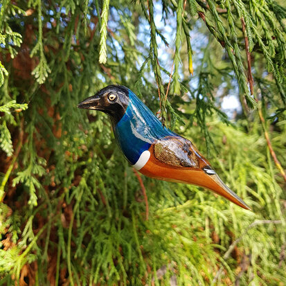 troostvogel-m-blauw-oranje