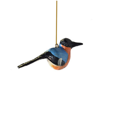 troostvogel-hangend-blauw-zwart