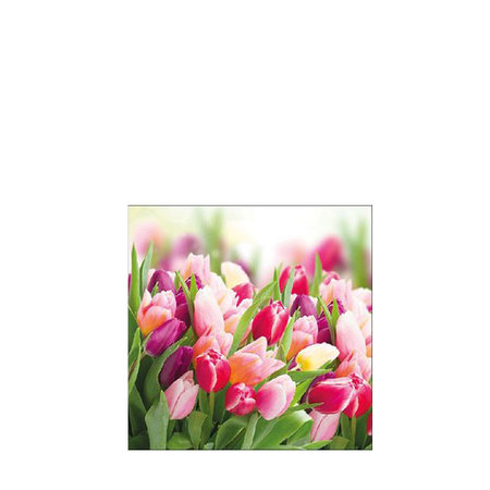 Paasservetten Glorious tulips