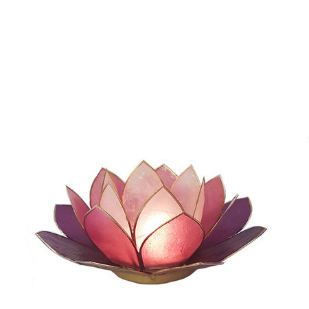Lotus L paars multi