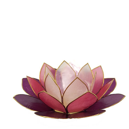 Lotus L paars multi