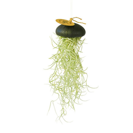 Tillandsia usneoides in zwarte zee-egel