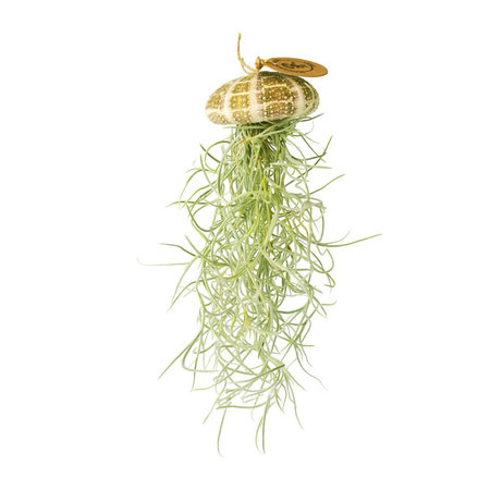 Tillandsia usneoides in natuurlijke zee-egel