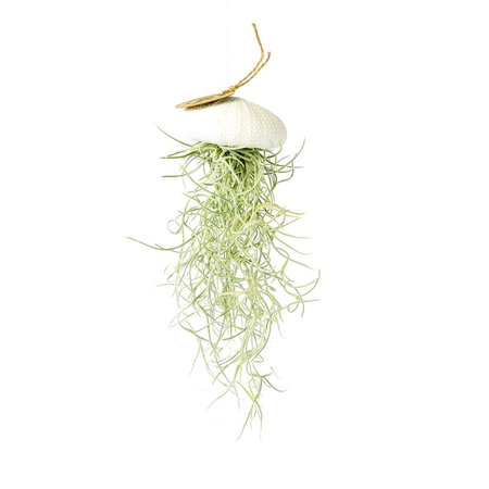 Tillandsia usneoides in witte zee-egel