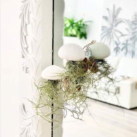 Tillandsia usneoides in zuignap