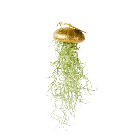 Tillandsia usneoides in gouden zee-egel