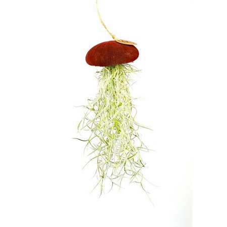 Tillandsia usneoides in rood fluwelen zee-egel