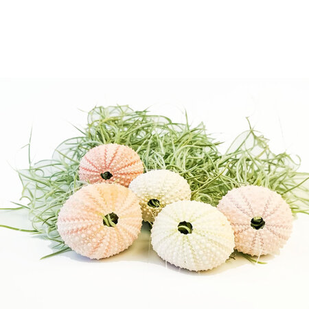 Tillandsia mini