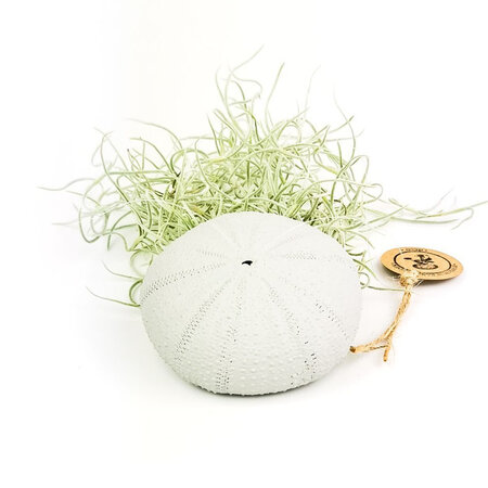 Tillandsia grijs (nr.1)