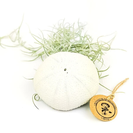 Tillandsia beige (nr.3)