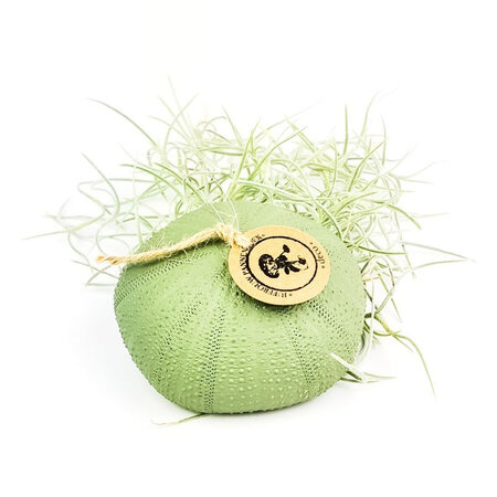 Tillandsia hangend warm groen (1)