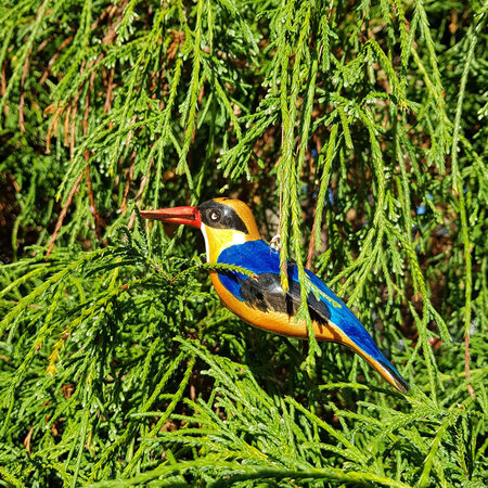 Troostvogel M hangend geel blauw