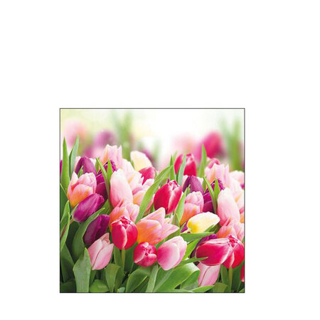 Servetten Glorious tulips