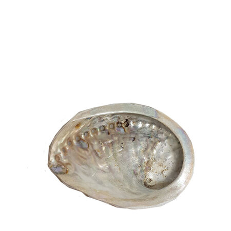 Abalone schelp S