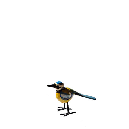 Troostvogel M pimpelmees