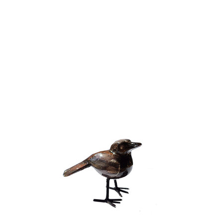 Troostvogel M zwart