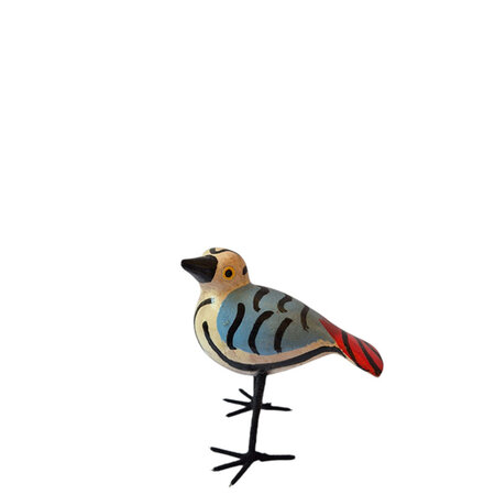 Troostvogel M blauwe veren zwarte strepen