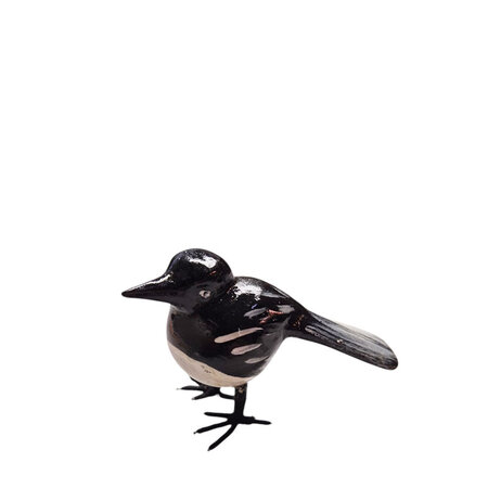Troostvogel zwart