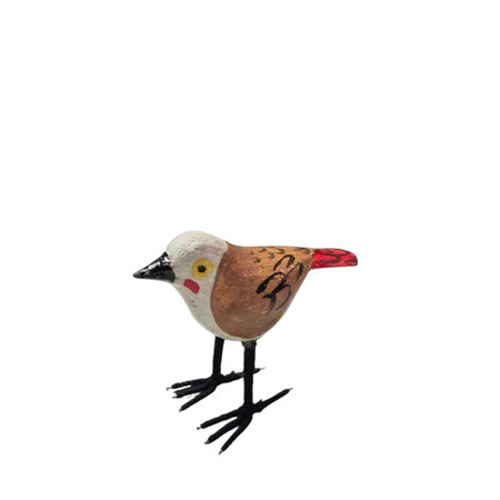 Troostvogel rode staart
