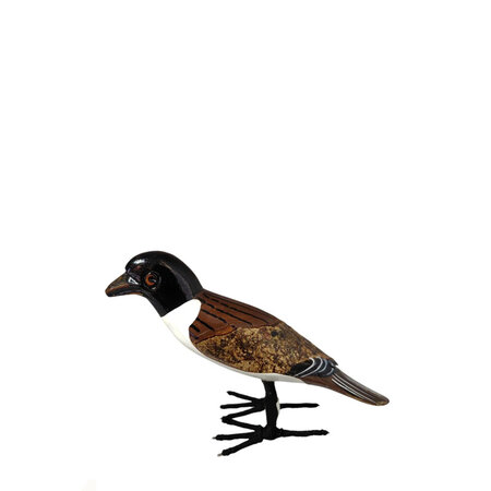 Zwartkop