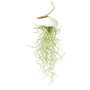 Tillandsia hangend warm groen (1)