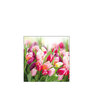 Servetten Glorious tulips klein