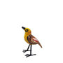 troostvogel-m-bruin-geel