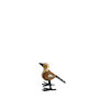 Troostvogel M bruin wit