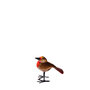 Troostvogel M bruin rood