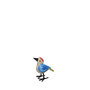 Troostvogel S blauw wit