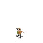Troostvogel S bruin groen