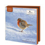 Robins in the snow